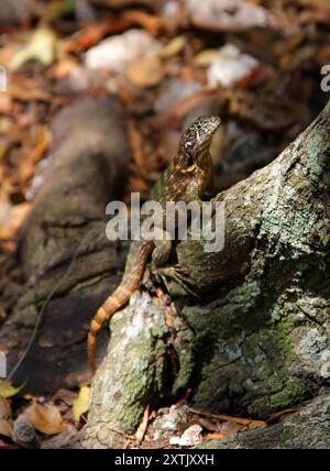 Lézard à queue bouclée du Nord, Leiocephalus carinatus, Leiocephalidae, Reptilia. Cuba. Banque D'Images