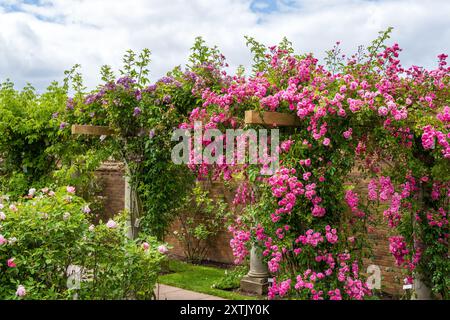 Belle exposition de couleurs au David Austin English Rose Gardens, Albrighton, Shropshire. ROYAUME-UNI Banque D'Images