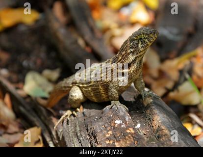 Lézard à queue bouclée du Nord, Leiocephalus carinatus, Leiocephalidae, Reptilia. Cuba. Banque D'Images