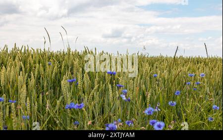 Gros plan sur le champ de blé vert, Hessen Allemagne. Gros plan sur le champ de blé vert, Hessen Allemagne. Jour nuageux au printemps. Fleurs de champ bleues en bleu au premier plan. Agriculture B97A6328 Banque D'Images