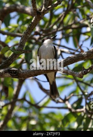 Kingbird caouin, Tyrannus caudifasciatus, Tyrannidae, Passseriformes, Aves. Cuba, Caraïbes. Banque D'Images