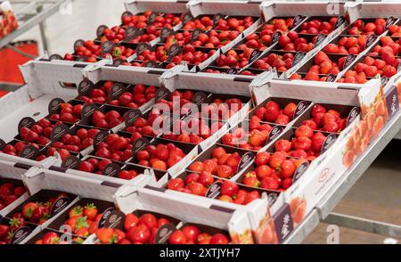 Fraises rouges dans des boîtes, marché hebdomadaire. Fraises rouges, offertes au marché hebdomadaire de Rotterdam. Mûr et comestible, nourriture saine, fruits sucrés, fraîchement récoltés. pays-bas rotterdam Weekly Market B97A6358 Banque D'Images