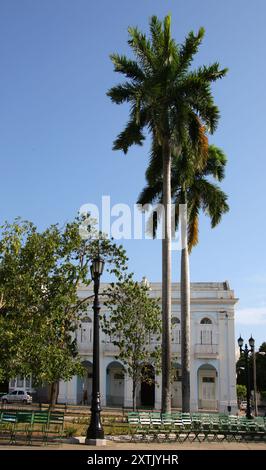 Palmiers royaux cubains, Roystonea regia, Arecaceae. Parc Marti, Cienfuegos, Cuba, grandes Antilles, Caraïbes. Banque D'Images