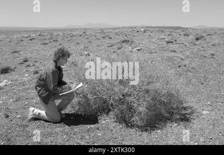 Femme caucasienne âgée de 50-60 ans examinant un buisson dans le désert au large de la I-40 près de Winslow, Arizona, États-Unis. L'image met en évidence les thèmes de la conservation. Banque D'Images