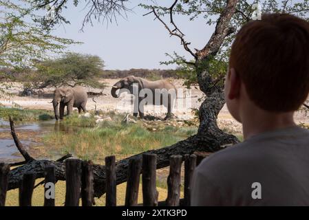Garçon en safari regardant des éléphants africains boire dans un point d'eau en Namibie. Banque D'Images