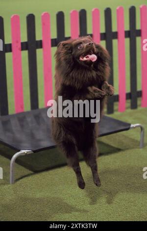 Adulte, mâle, pedigree, brun, chien Spitz allemand, sauter, rebondir du sol dans les airs. Banque D'Images