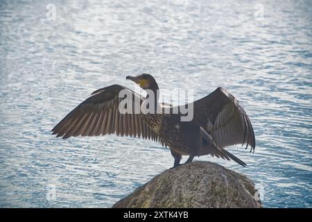 Un cormoran déploie ses ailes tandis qu'il est perché sur un rocher au bord de l'eau, mettant en valeur sa beauté naturelle et sa faune dans son habitat. Banque D'Images