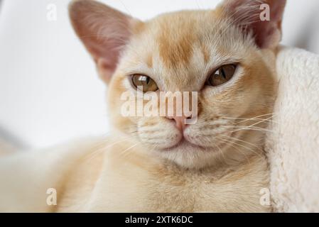 Adorable chaton birman au gingembre reposant sur un oreiller moelleux dans un lit blanc à la maison. Gros plan. Banque D'Images