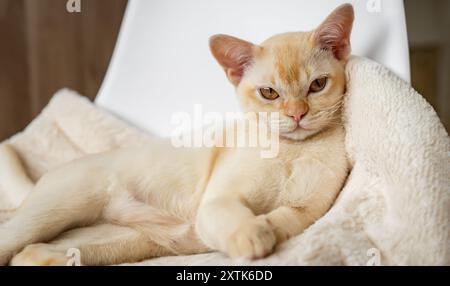 Adorable chaton birman rouge reposant sur un oreiller moelleux dans un lit blanc à l'intérieur à la maison. Banque D'Images