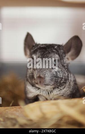 cute chinchilla explore les environs. Il est très mignon Banque D'Images