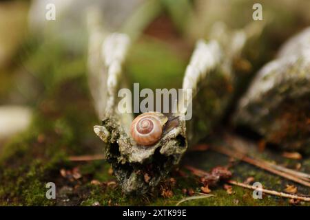 Après la pluie, l'escargot sortit de sa cachette. Il est sur le crâne Banque D'Images