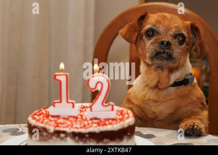 Anniversaire du chien Nami, un chien gériatrique de race mixte de 12 ans, Alcoy, Espagne Banque D'Images