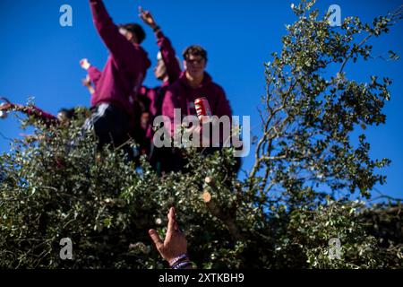 15 août 2024, Calzada Del Coto, Castilla y Leon, Espagne: un voisin jette une canette de bière aux jeunes qui portent du bois de chauffage, pendant le passage du tracteur avec du bois de chauffage dans les rues de Calzada del Coto pour les préparatifs de la célébration du feu de San Roque. La ville de Calzada del Coto célèbre le feu de joie de San Roque, une tradition vieille de plus de soixante-dix ans. Il se compose du fait qu'à l'aube du 15 août, les aînés montent à la montagne pour ramasser du bois de chauffage de chêne et remplir un chariot tiré par un tracteur, pour entrer dans la ville avec une grande fête et ma Banque D'Images