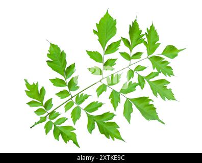 Découpez l'image de liège indien ou de feuilles de Millingtonia hortensis avec des chemins de découpage, placés sur un fond blanc, soulignant la forme unique et t Banque D'Images