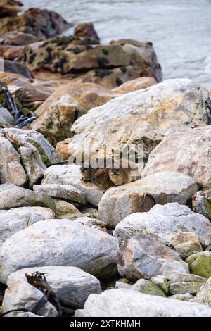 Hyrax de roche (Procavia capensis) ou dassie à la réserve naturelle de Stony point, Afrique du Sud, par une journée d'hiver couverte. Banque D'Images