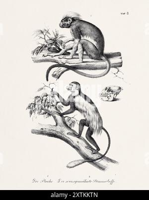 Illustration singe. Lithographie zoologique. Art d'histoire naturelle Banque D'Images