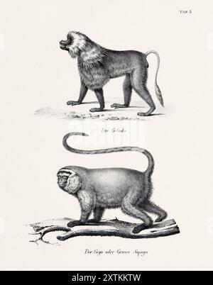 Illustration singe. Lithographie zoologique. Art d'histoire naturelle Banque D'Images