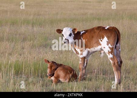 Deux veaux à l'extérieur dans un pâturage de prairie, Saskatchewan, Canada Banque D'Images