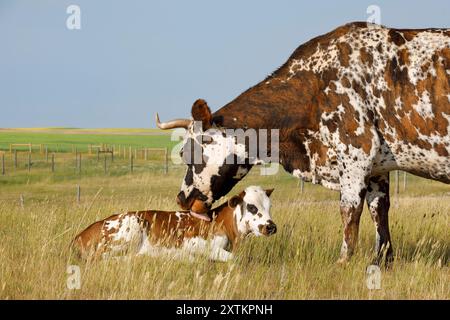 Mère vache (Normandie - Jersey Crossbred) toilettant le veau avec sa langue à l'extérieur dans un pâturage de prairie sur un ranch, Saskatchewan, Canada Banque D'Images