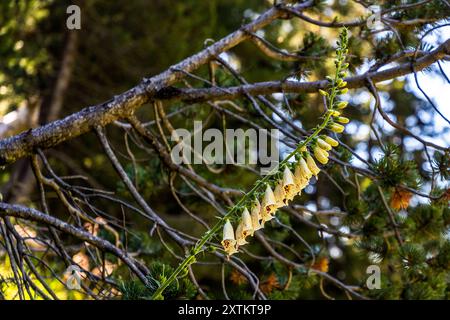 La digitale jaune (Digitalis lutea) fleurit le long du Wasserfallweg au-dessus de Schatzalp, Davos, Grisons, Suisse. Comme les autres digitales, toutes les parties de la plante contiennent des glycosides toxiques actifs sur le cœur. Banque D'Images