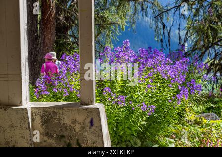 La Schatzalp au-dessus de Davos, Grisons, montre des delphiniums en fleurs bordant sa terrasse, vus à travers une pergola en bois. On peut distinguer un visiteur vêtu de rose et portant un chapeau blanc parmi les fleurs. L'ancien sanatorium est aujourd'hui une destination d'excursion et un hôtel très populaire, Bobbahnstrasse, Suisse. Banque D'Images
