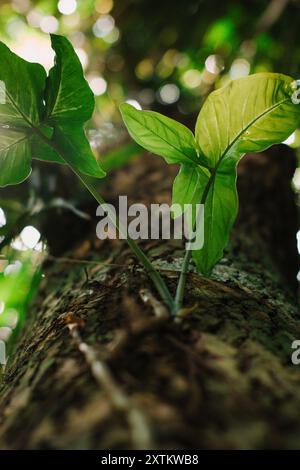 Feuilles ensoleillées d'un bel arbre vu d'en bas, avec des rayons dorés de la lumière du soleil filtrant à travers le feuillage, créant un jeu de lumière fascinant. Banque D'Images