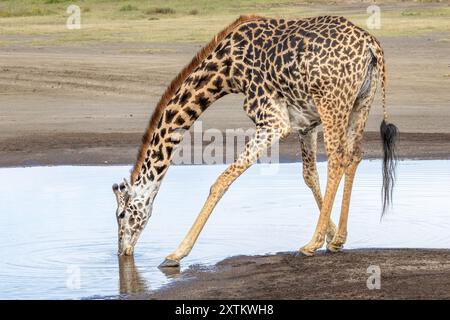 Girafe Maasai, femelle, boire, plaines de Ndutu, Parc National du Serengeti, Tanzanie Banque D'Images