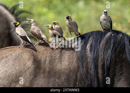 Migration massive de gnous à barbe blanche, avec étourneaux Wattled, plaines de Ndutu, parc national du Serengeti, Tanzanie Banque D'Images