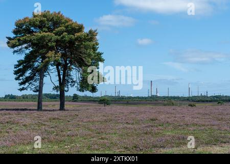 Vue sur les landes de New Forest en été avec la raffinerie Esso Fawley en arrière-plan, près de Beaulieu, Hampshire, Angleterre, Royaume-Uni Banque D'Images