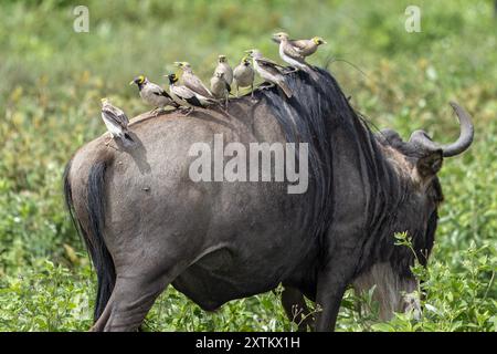 Migration massive de gnous à barbe blanche, avec étourneaux Wattled, plaines de Ndutu, parc national du Serengeti, Tanzanie Banque D'Images