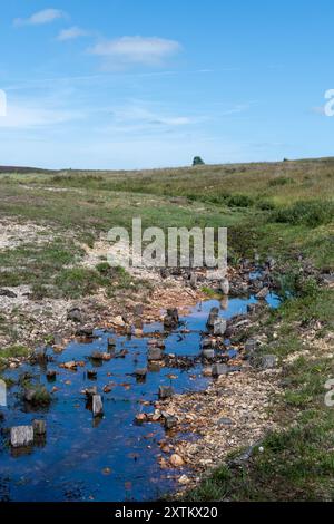 Pittoresque ruisseau ou ruisseau dans le parc national de New Forest, Hampshire, Angleterre, Royaume-Uni Banque D'Images