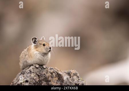 Pika regardant depuis le sommet d'un rocher. Banque D'Images