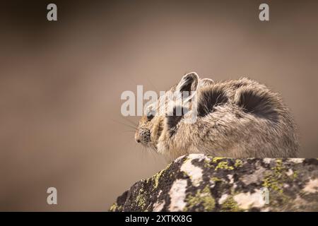 Pika regardant depuis le sommet d'un rocher. Banque D'Images