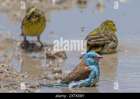 Tisserand spectaculaire, Cordonbleu à coiffe bleue dans la piscine de lavage à l'eau, , plaines de Ndutu, parc national du Serengeti, Tanzanie Banque D'Images