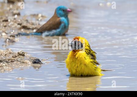 Tisserand spectaculaire, Cordonbleu à coiffe bleue dans la piscine de lavage à l'eau, , plaines de Ndutu, parc national du Serengeti, Tanzanie Banque D'Images