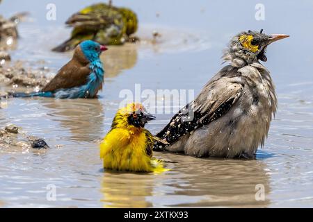 Tisserand spectaculaire, Cordonbleu à coiffe bleue, Wattled Starling dans la piscine de lavage à l'eau, , plaines de Ndutu, parc national du Serengeti, piscine tanzanienne de Wate Banque D'Images