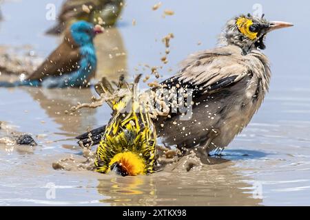 Tisserand à lunettes, Cordonbleu à coiffe bleue, Wattled Starling dans la piscine de lavage à l'eau, plaines de Ndutu, parc national du Serengeti, Tanzanie Banque D'Images