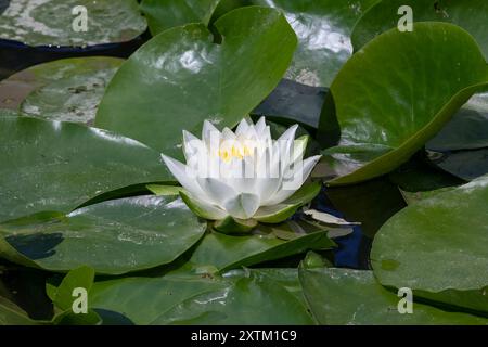 Nancy, France - vue sur une fleur blanche de Nymphaea alba sur un plan d'eau dans un jardin botanique de Nancy. Banque D'Images