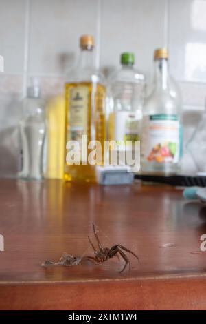 Grande araignée de maison enveloppée dans sa propre toile marchant sur la surface de la cuisine Banque D'Images