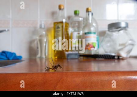 Grande araignée de maison enveloppée dans sa propre toile marchant sur la surface de la cuisine Banque D'Images