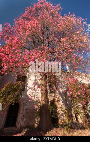 Arbre de soie rose dans le quartier de Belem de Lisbonne au Portugal en Europe Banque D'Images