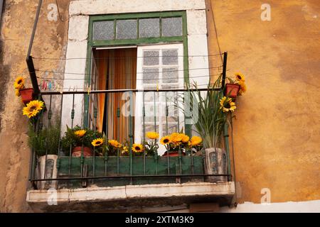 Tournesols sur un balcon dans la vieille ville de Lisbonne au Portugal en Europe Banque D'Images