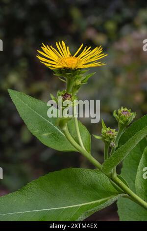 Gros plan de fleur jaune orangé et de bourgeons d'inula helenium aka elecampane, Horse-Heal ou elfdock isolés à l'extérieur sur fond naturel Banque D'Images