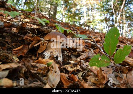 Boletus edulis (cèp, penny Bun, porcino ou roi bolete, généralement appelé champignon porcini) pousse sur le plancher de la forêt de hêtres parmi les feuilles mortes à l'automne Banque D'Images