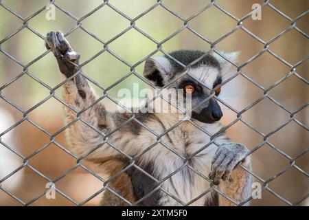 Un mignon lémurien regardant derrière un fil de cage. Lemur catta Banque D'Images