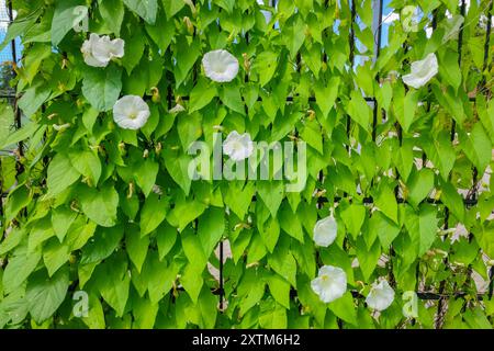 Haie (Calystegia sepium) avec des fleurs blanches pousse vers le haut le long d'une clôture. Mauvaises herbes communes dans les jardins. Banque D'Images