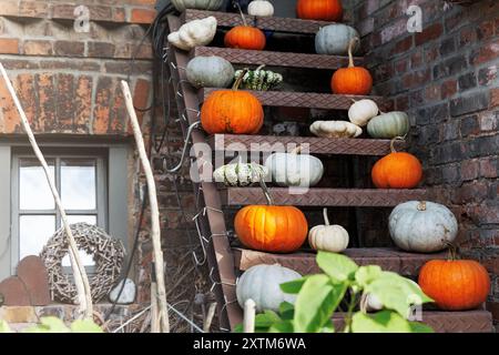 Beaucoup de grands petits mûrs orange gris vert blanc citrouilles brillantes sur la vieille échelle en métal rouillé à la cour de ferme de citrouille. Symbole de la célébration d'action de grâce d'Halloween Banque D'Images