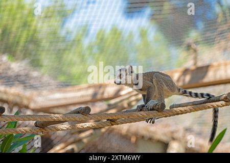 Mignon bébé lémurien jouant sur une corde. Lemur catta Banque D'Images