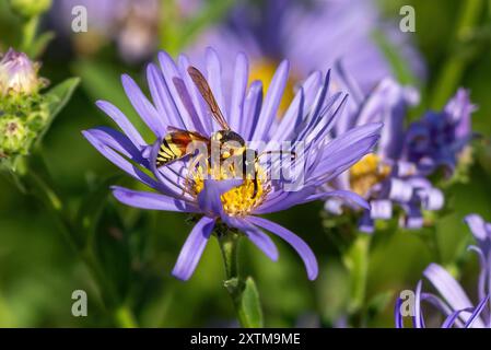 Une guêpe de potier pollinisant une fleur d'aster violet dans un jardin fleuri. Vue rapprochée et observation. Banque D'Images