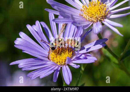 Une belle et colorée guêpe de Potter pollinisation dans un jardin plein de fleurs violettes d'Aster. Banque D'Images